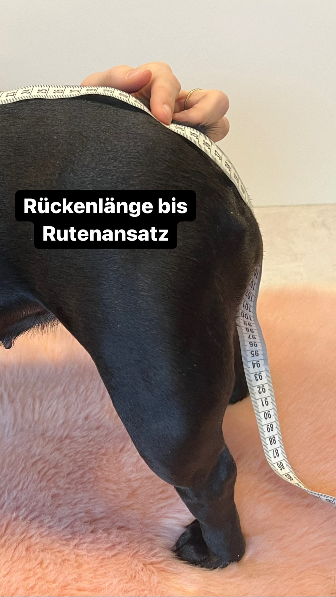 Rueckenlaenge_03